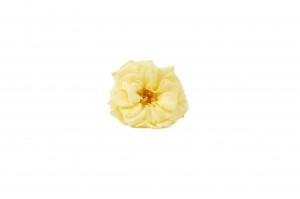 Rose sauvage stabilisée│vente aux pros│Grossiste en végétaux stabilisées