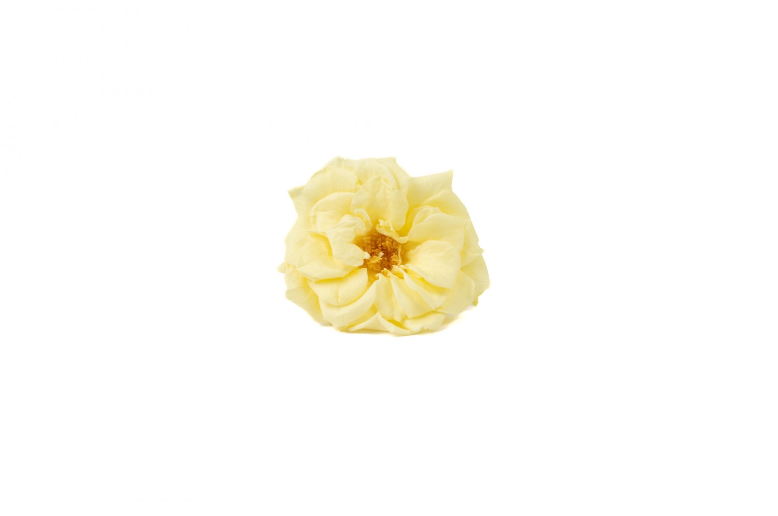 Rose sauvage stabilisée│vente aux pros│Grossiste en végétaux stabilisées