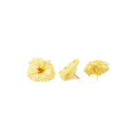 Rose sauvage stabilisée│vente aux pros│Grossiste en végétaux stabilisées