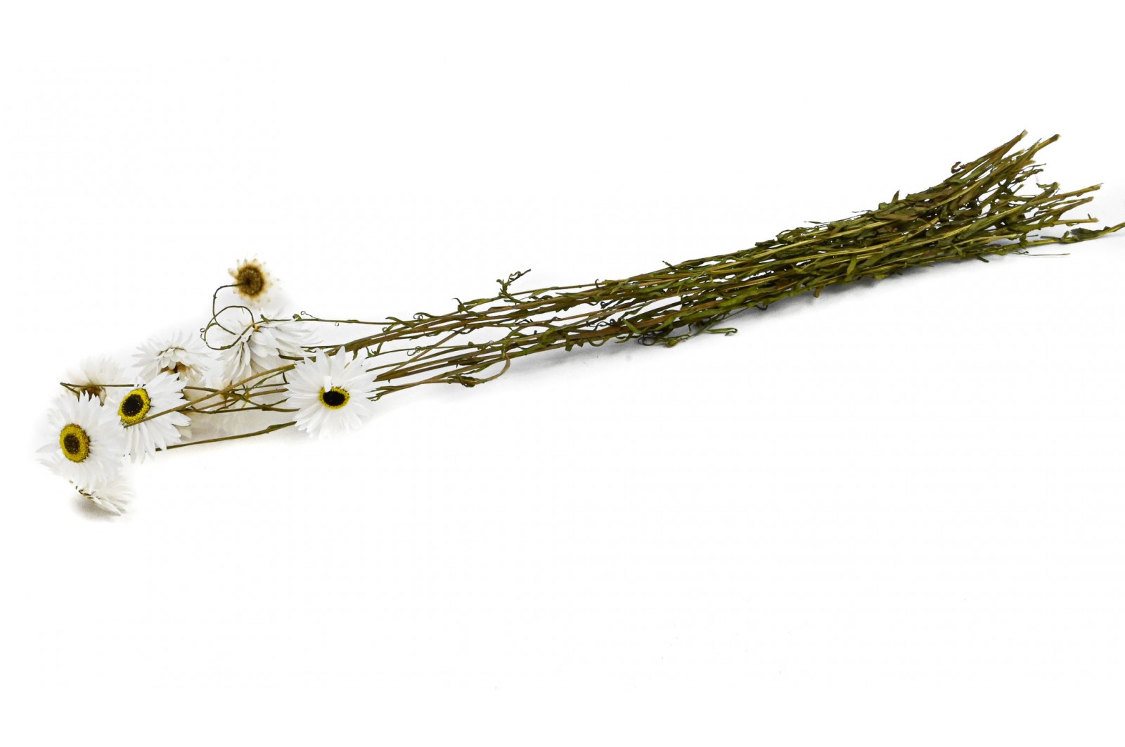 PHOCEALYS│Acroclinium sec│vente aux pros│Grossiste en fleurs séchées