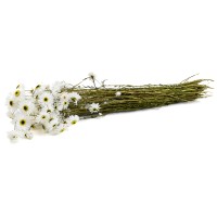 PHOCEALYS│Acroclinium sec│vente aux pros│Grossiste en fleurs séchées