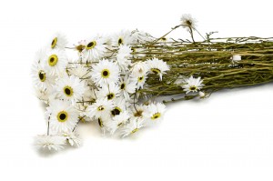 PHOCEALYS│Acroclinium sec│vente aux pros│Grossiste en fleurs séchées