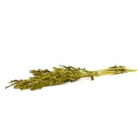 PHOCEALYS│Amarante stabilisée│vente aux pros│Grossiste