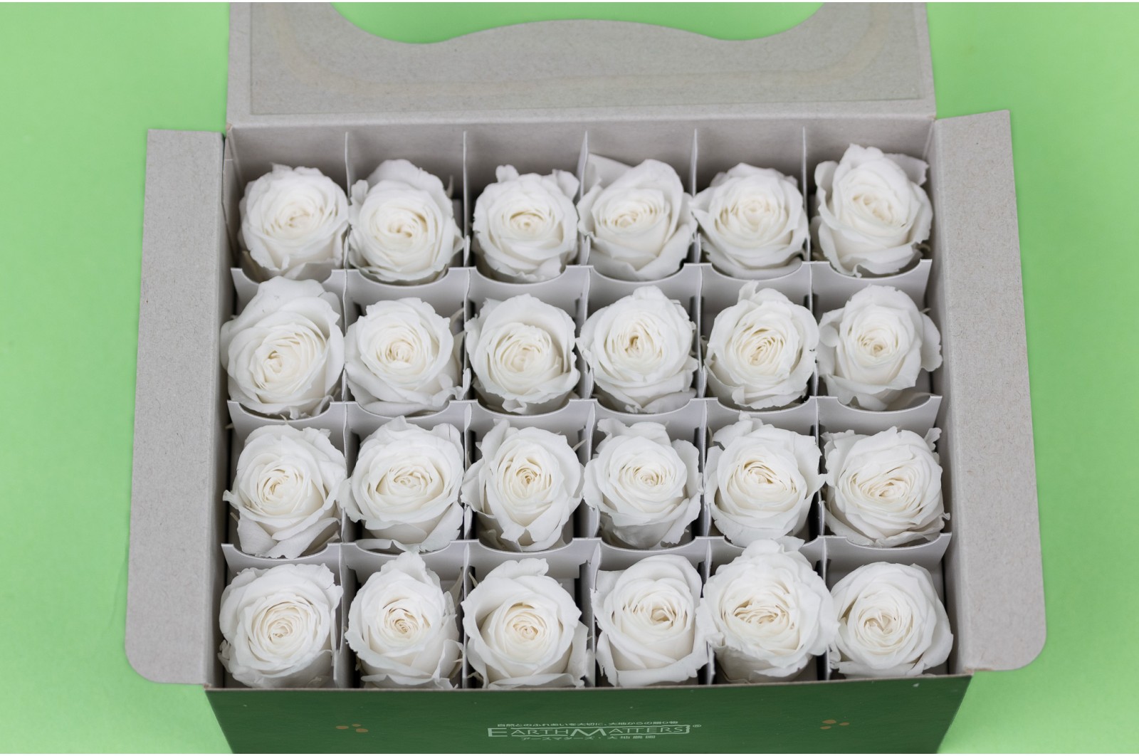 Rose Vivian stabilisée│vente aux pros│Grossiste en végétaux stabilisées