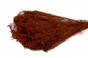 PHOCEALYS │Broom bloom sec│vente aux pros│Grossiste en fleurs séchées