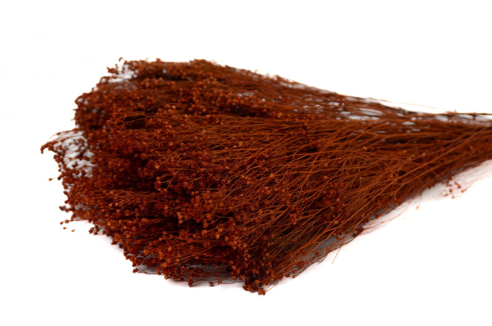 PHOCEALYS │Broom bloom sec│vente aux pros│Grossiste en fleurs séchées