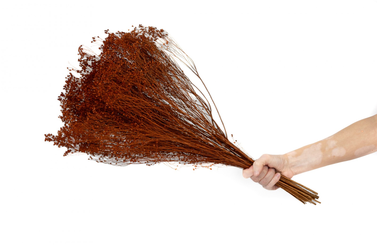 PHOCEALYS │Broom bloom sec│vente aux pros│Grossiste en fleurs séchées