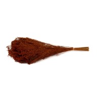 PHOCEALYS │Broom bloom sec│vente aux pros│Grossiste en fleurs séchées