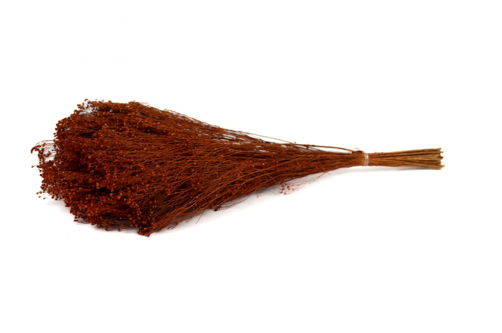 PHOCEALYS │Broom bloom sec│vente aux pros│Grossiste en fleurs séchées