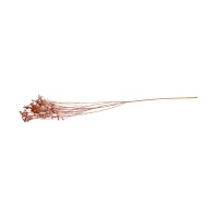 PHOCEALYS │Broom bloom sec│vente aux pros│Grossiste en fleurs séchées