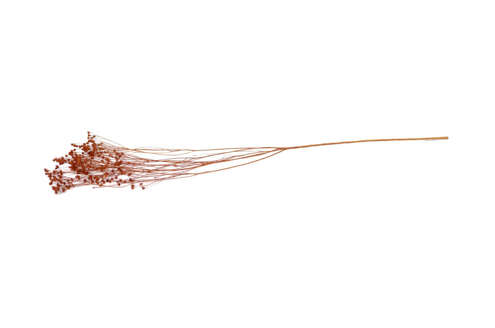 PHOCEALYS │Broom bloom sec│vente aux pros│Grossiste en fleurs séchées