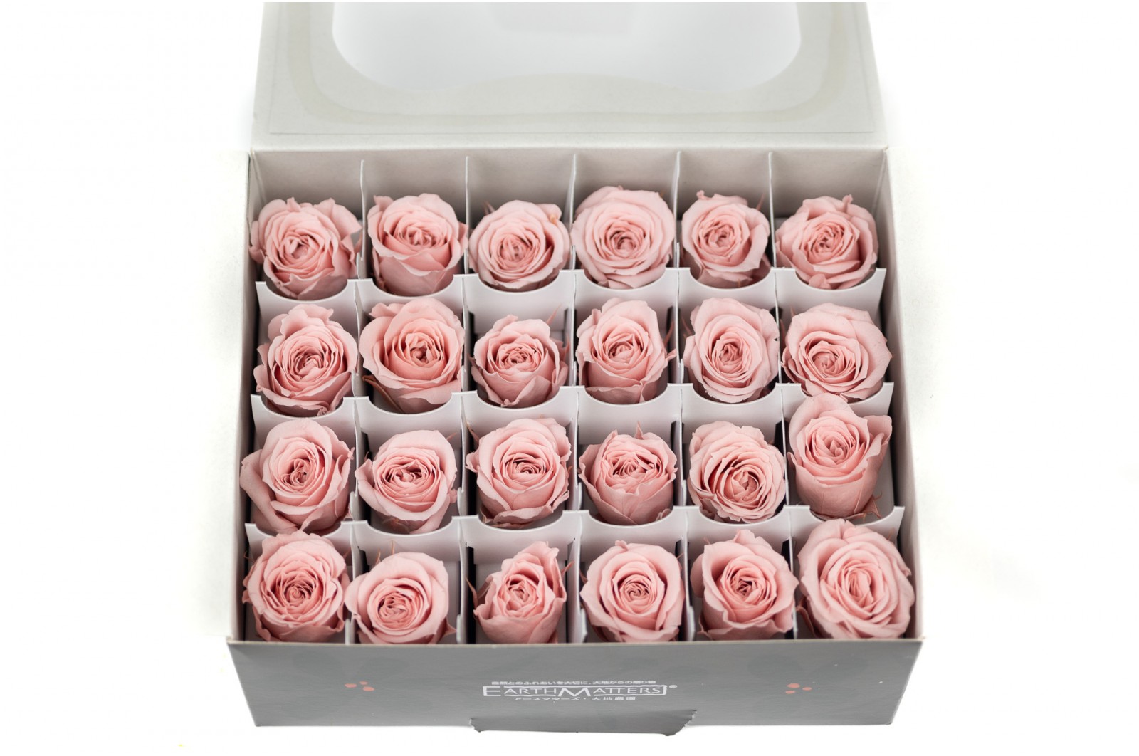 Rose Vivian stabilisée│vente aux pros│Grossiste en végétaux stabilisées