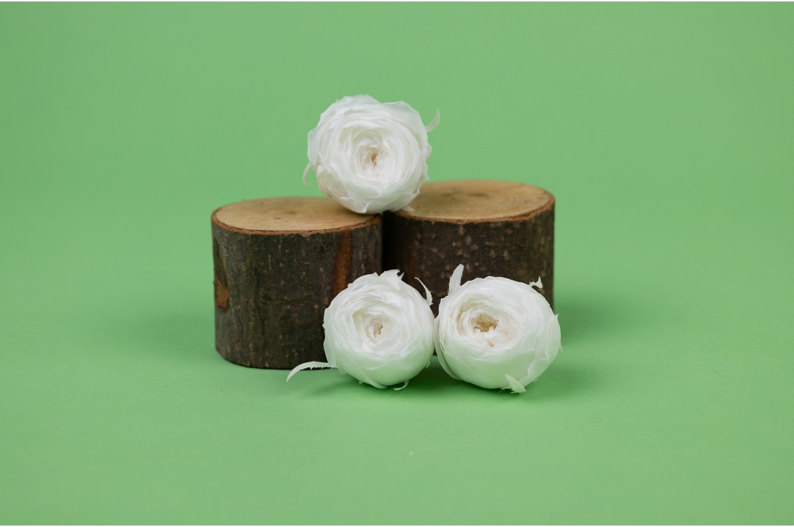 Rose cocotte stabilisée│vente aux pros│Grossiste en végétaux stabilisées