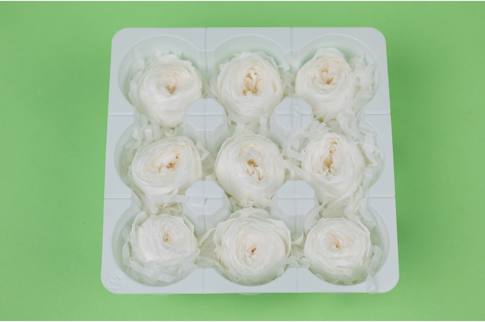 Rose cocotte stabilisée│vente aux pros│Grossiste en végétaux stabilisées
