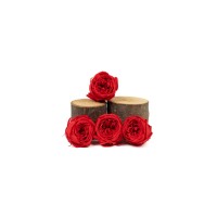 Rose cocotte stabilisée│vente aux pros│Grossiste en végétaux stabilisées