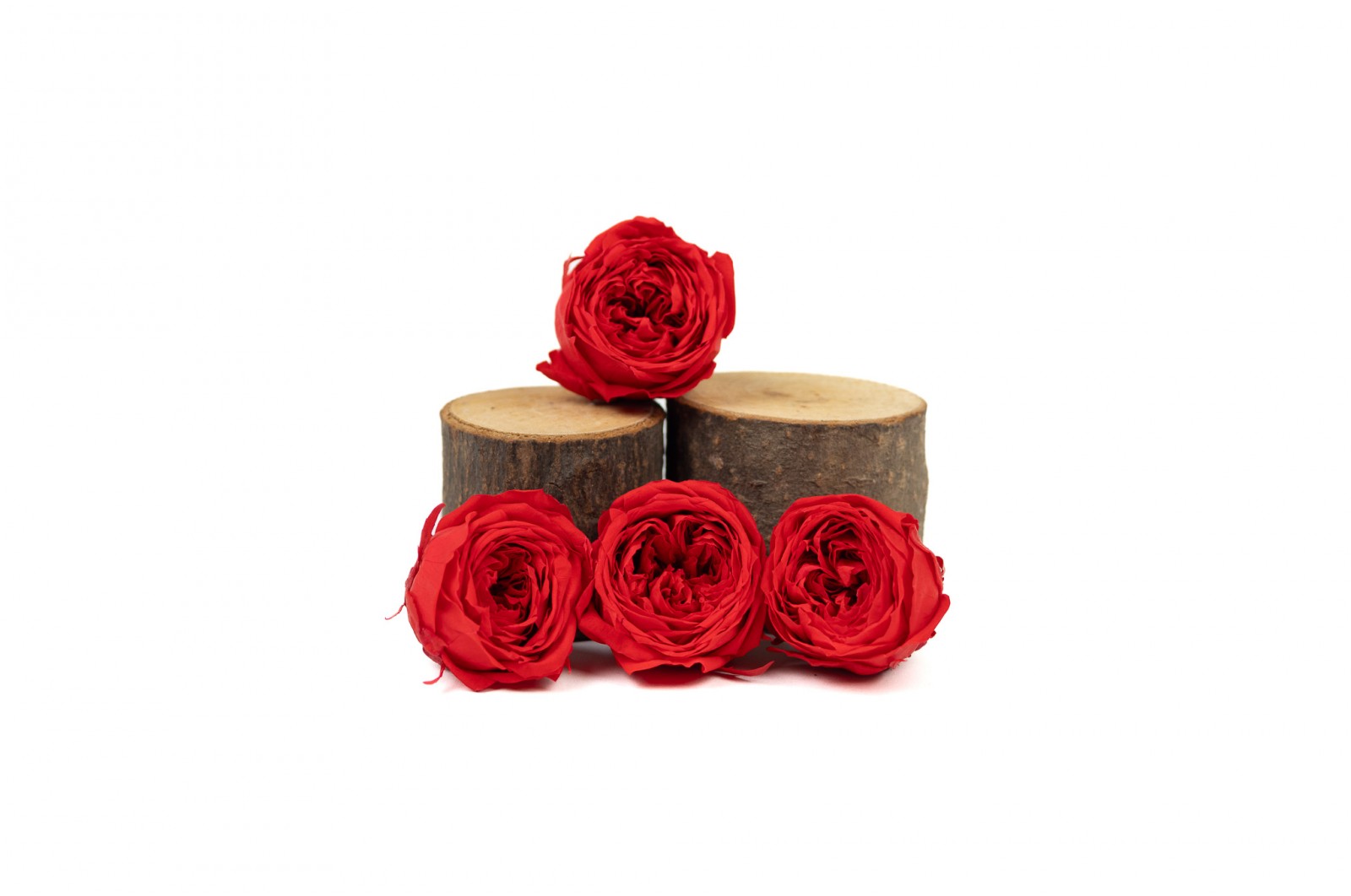Rose cocotte stabilisée│vente aux pros│Grossiste en végétaux stabilisées