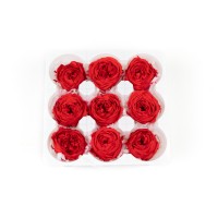 Rose cocotte stabilisée│vente aux pros│Grossiste en végétaux stabilisées