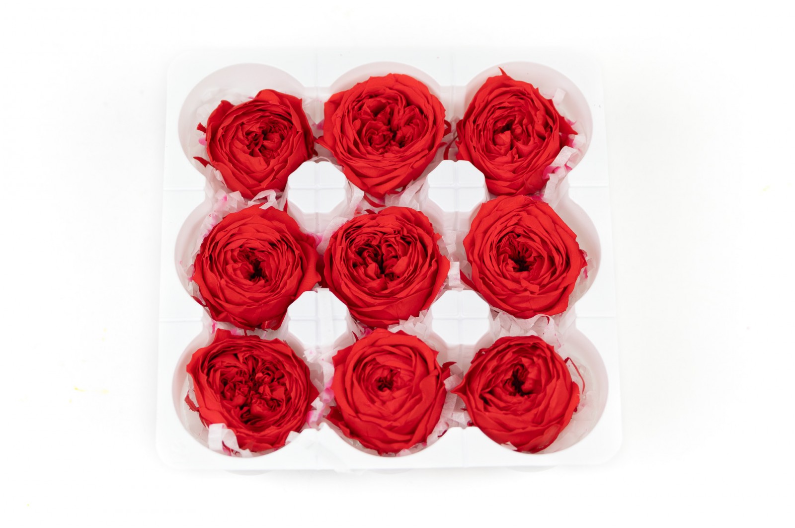 Rose cocotte stabilisée│vente aux pros│Grossiste en végétaux stabilisées