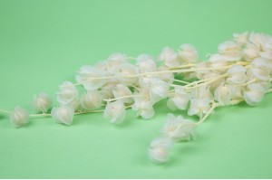 Physalis |Feuillages fleuris stabilisés | PHOCEALYS grossiste