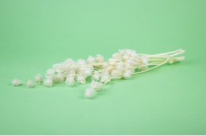 Physalis |Feuillages fleuris stabilisés | PHOCEALYS grossiste