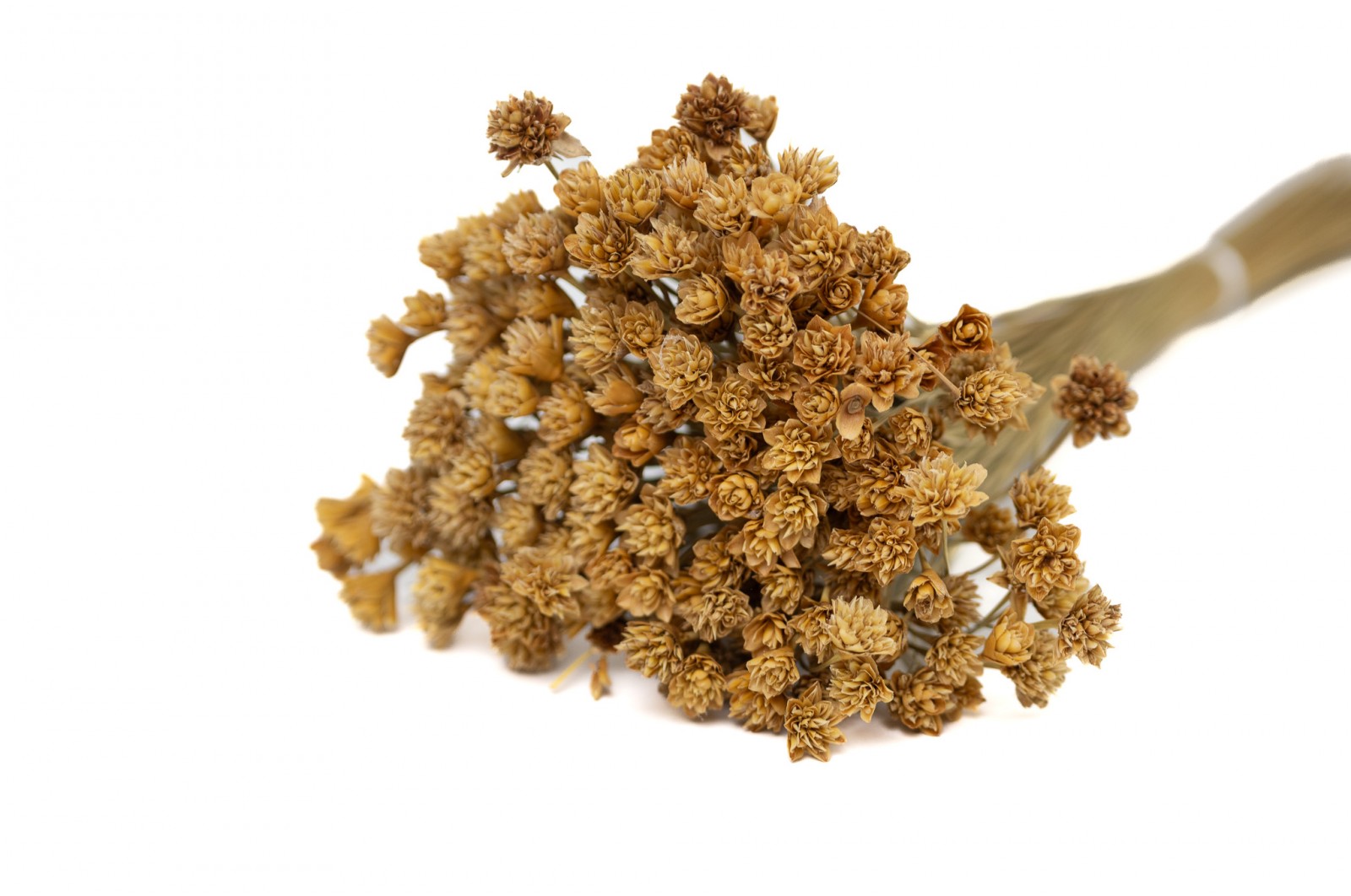 PHOCEALYS │Hill flower sec│vente aux pros│Grossiste en fleurs séchées