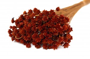 PHOCEALYS │Hill flower sec│vente aux pros│Grossiste en fleurs séchées