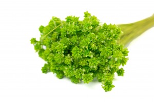 PHOCEALYS │Hill flower sec│vente aux pros│Grossiste en fleurs séchées
