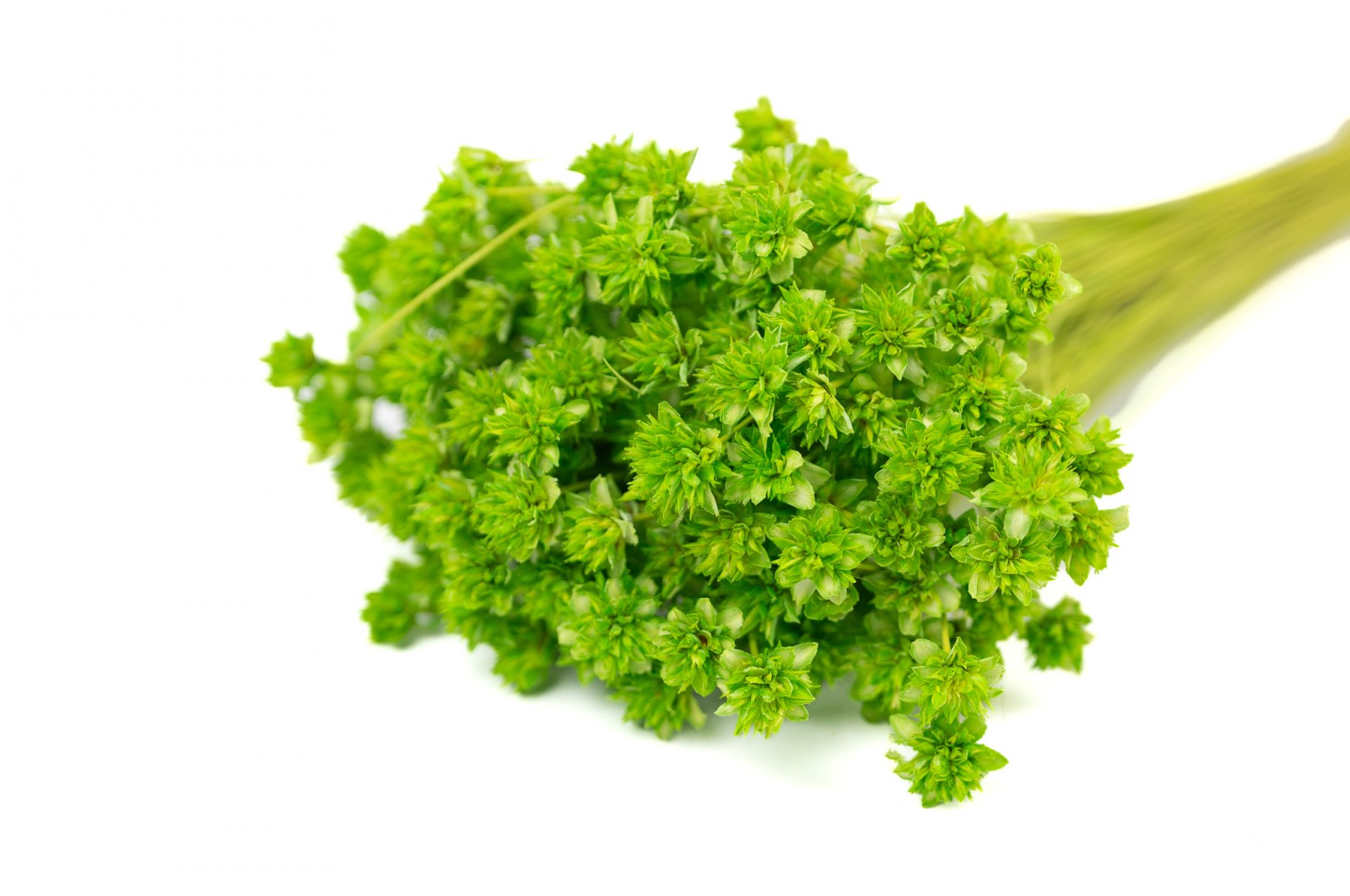 PHOCEALYS │Hill flower sec│vente aux pros│Grossiste en fleurs séchées