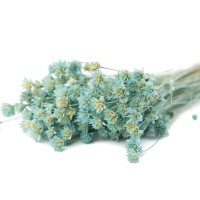 PHOCEALYS │Hill flower sec│vente aux pros│Grossiste en fleurs séchées