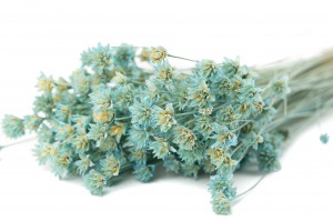 PHOCEALYS │Hill flower sec│vente aux pros│Grossiste en fleurs séchées