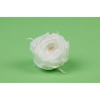 Rose cocotte stabilisée│vente aux pros│Grossiste en végétaux stabilisées