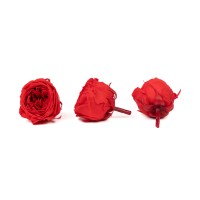 Rose cocotte stabilisée│vente aux pros│Grossiste en végétaux stabilisées