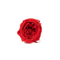 Rose cocotte stabilisée│vente aux pros│Grossiste en végétaux stabilisées