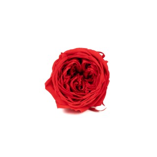 Cocotte Rose stabilisiert│Verkauf an Gewerbetreibende│Großhandel