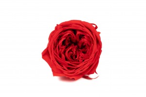 Rose cocotte stabilisée│vente aux pros│Grossiste en végétaux stabilisées