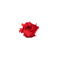 Bouton de rose stabilisé│vente aux pros│Grossiste en végétaux stabilisées