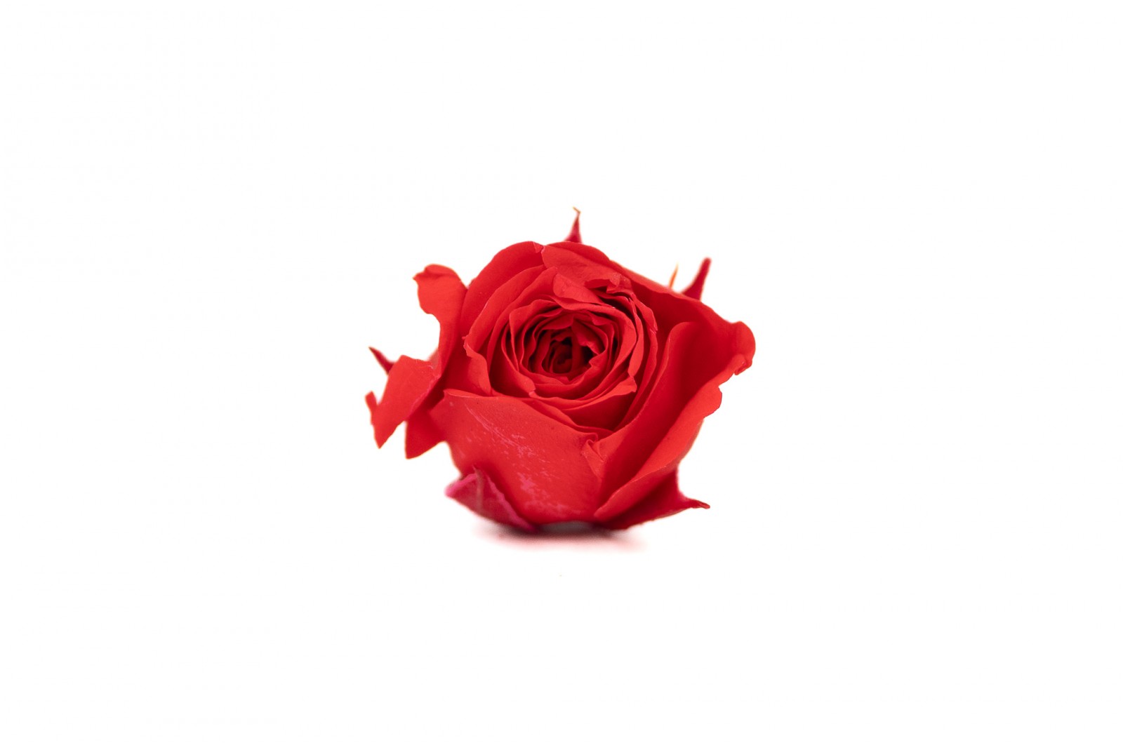 Bouton de rose stabilisé│vente aux pros│Grossiste en végétaux stabilisées