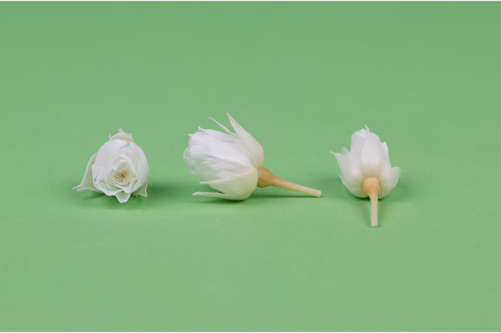 Bouton de rose stabilisé│vente aux pros│Grossiste en végétaux stabilisées