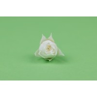 Bouton de rose stabilisé│vente aux pros│Grossiste en végétaux stabilisées