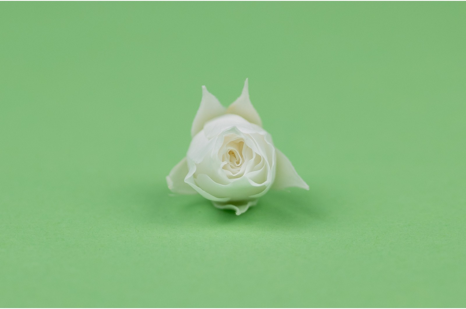 Bouton de rose stabilisé│vente aux pros│Grossiste en végétaux stabilisées
