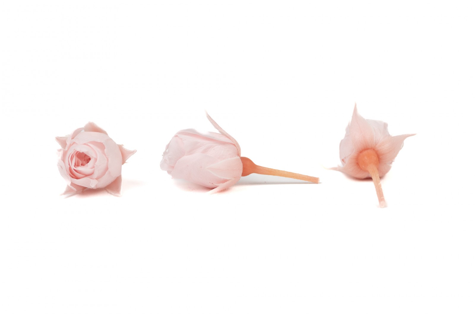 Bouton de rose stabilisé│vente aux pros│Grossiste en végétaux stabilisées