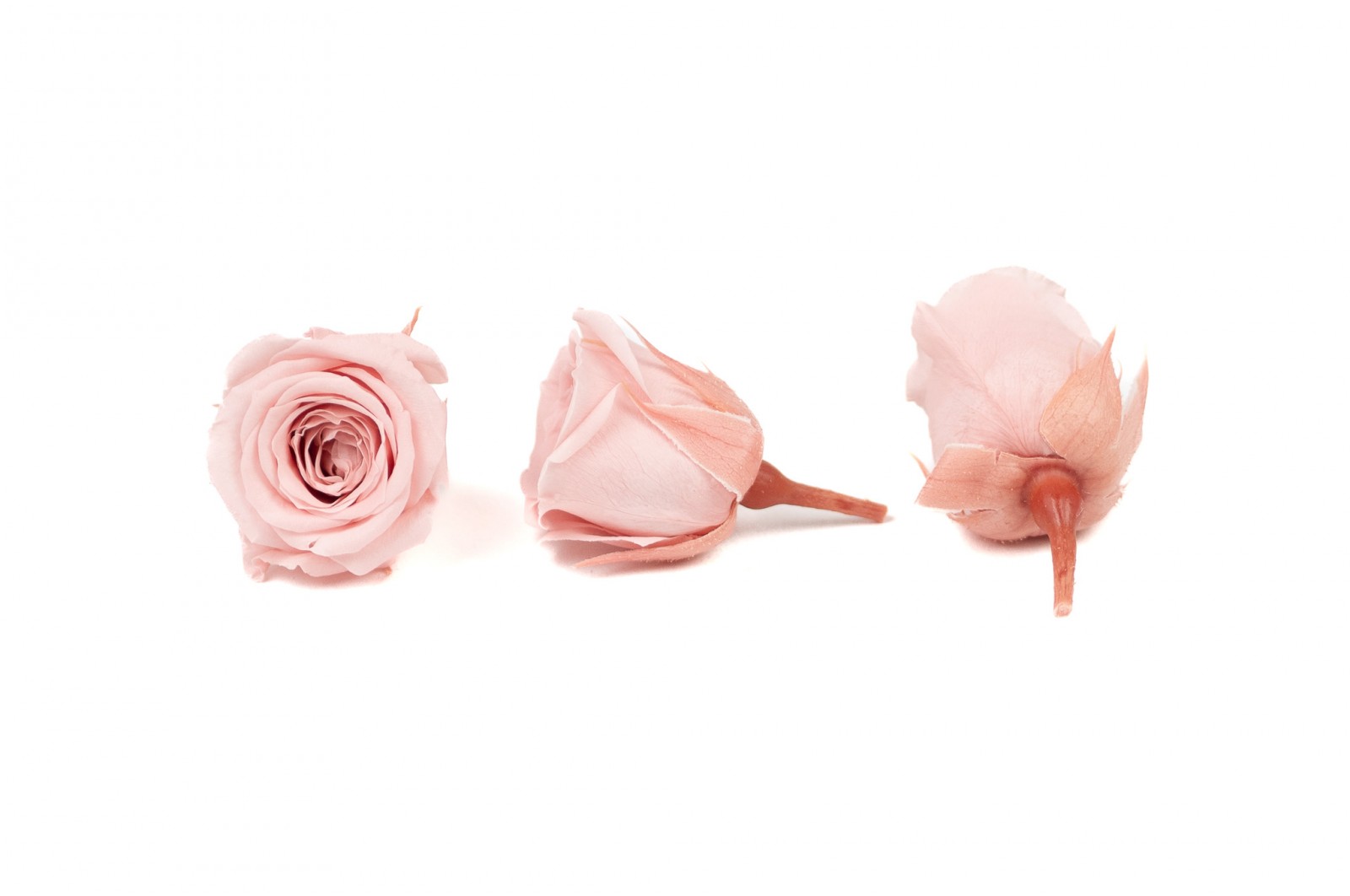 Rose Vivian stabilisée│vente aux pros│Grossiste en végétaux stabilisées