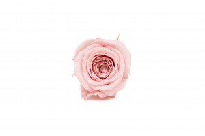 Rose Vivian stabilisée│vente aux pros│Grossiste en végétaux stabilisées