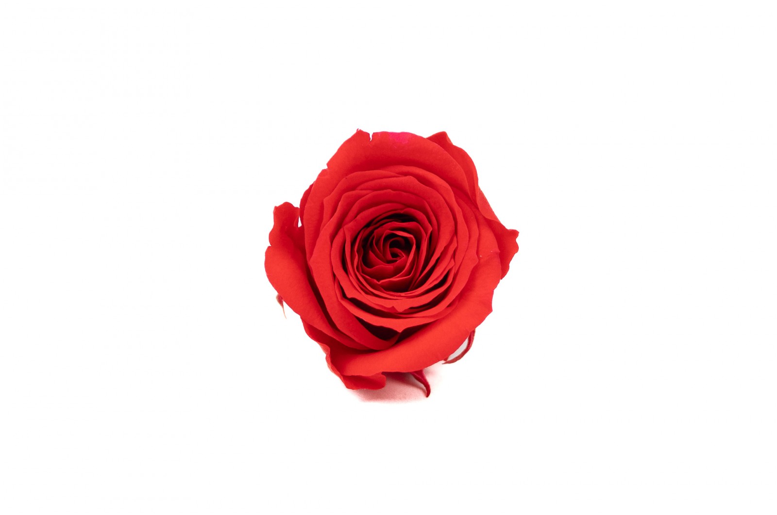 Rose Vivian stabilisée│vente aux pros│Grossiste en végétaux stabilisées
