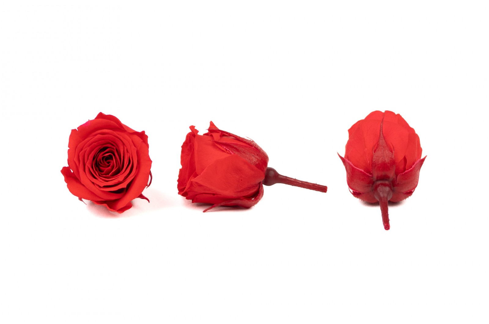 Rose Vivian stabilisée│vente aux pros│Grossiste en végétaux stabilisées