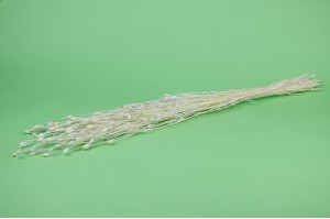 Florentiner sec │vente aux pros│Grossiste en fleurs séchées
