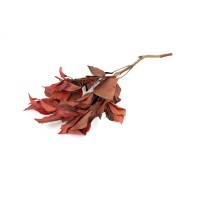 Lierre stabilisé│vente aux pros│Grossiste en végétaux stabilisés