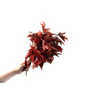 Lierre stabilisé│vente aux pros│Grossiste en végétaux stabilisés