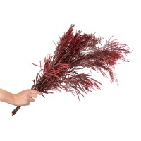 PHOCEALYS│Eucalyptus nicoly stabilisé │vente aux pros│Grossiste
