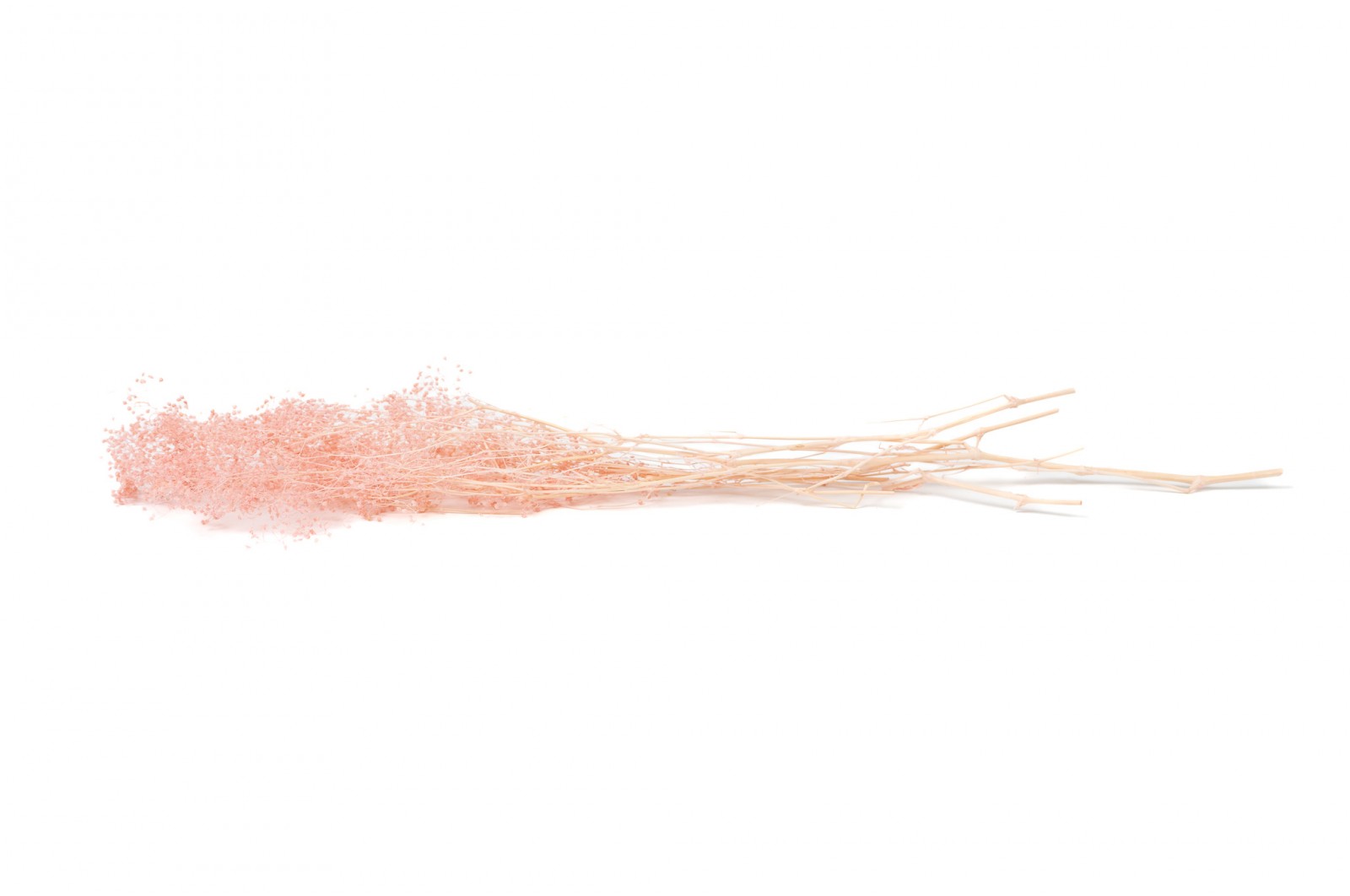 PHOCEALYS │Gypsophile stabilisé│vente aux pros│Grossiste